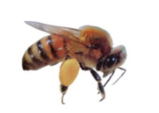 Honeybee Apis mellifera